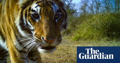 Nepal’s tiger numbers recover but attacks on people cause alarm.